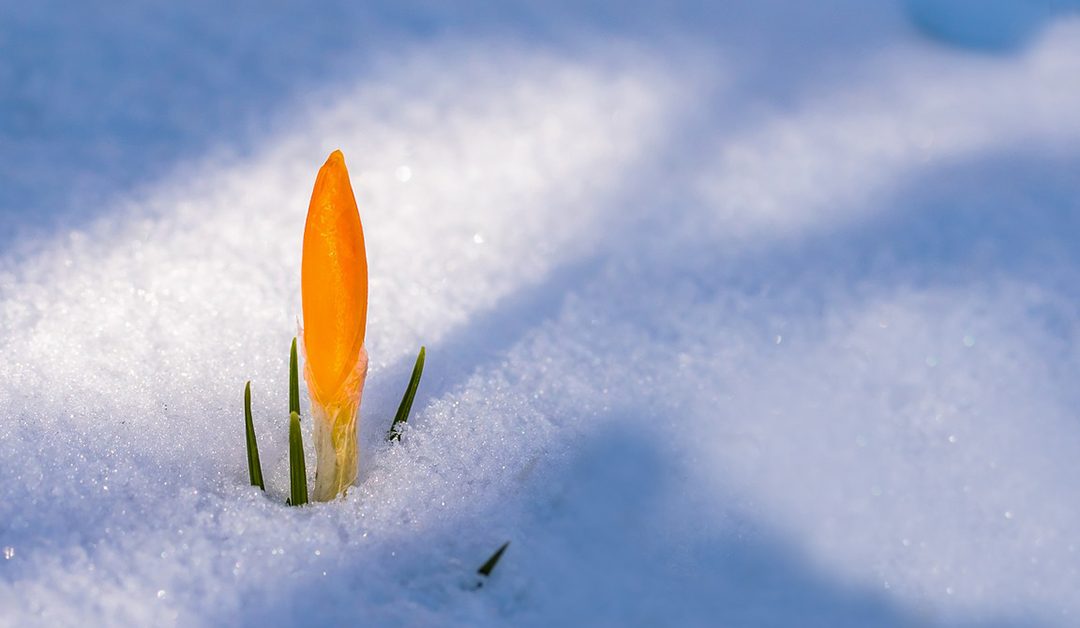 Spring Awakening Crocus Flower Snow Snow Cover